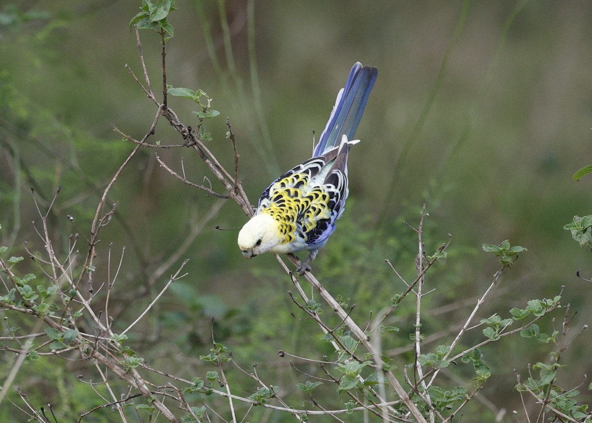 Pale-headed Rosella - ML644906208