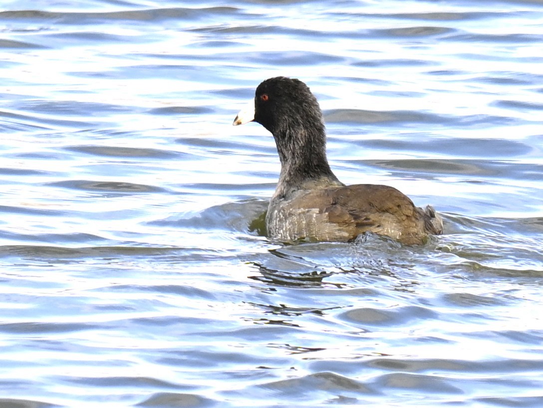 אגמית אמריקנית - ML644906228