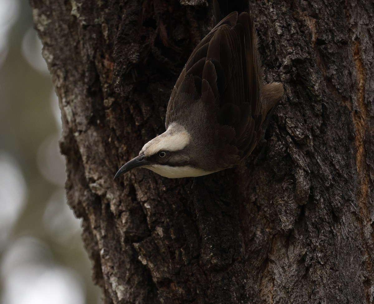 gråkronelarmtrost - ML644906229