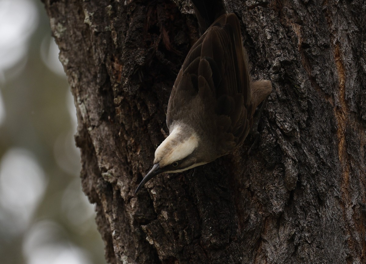 gråkronelarmtrost - ML644906230