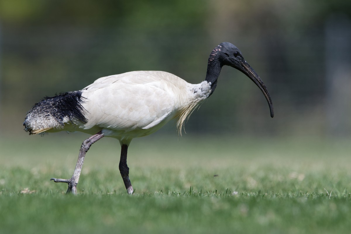 Australian Ibis - ML644906251