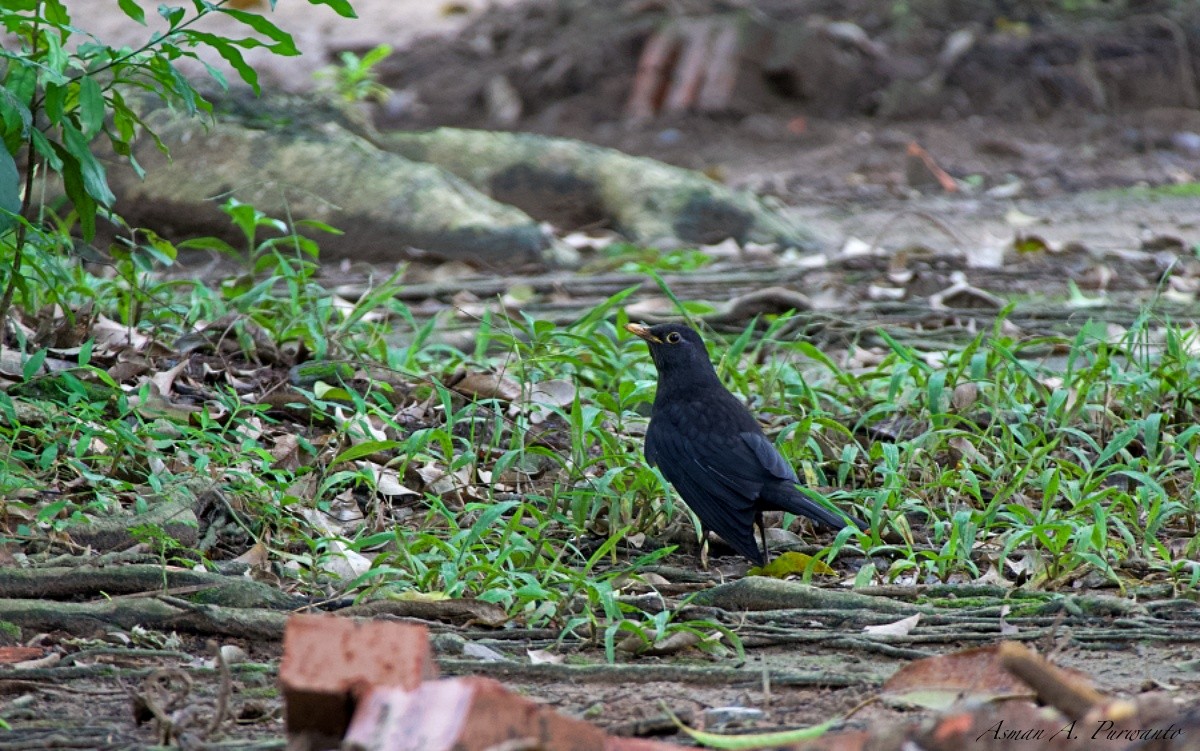 Chinese Blackbird - ML644906255