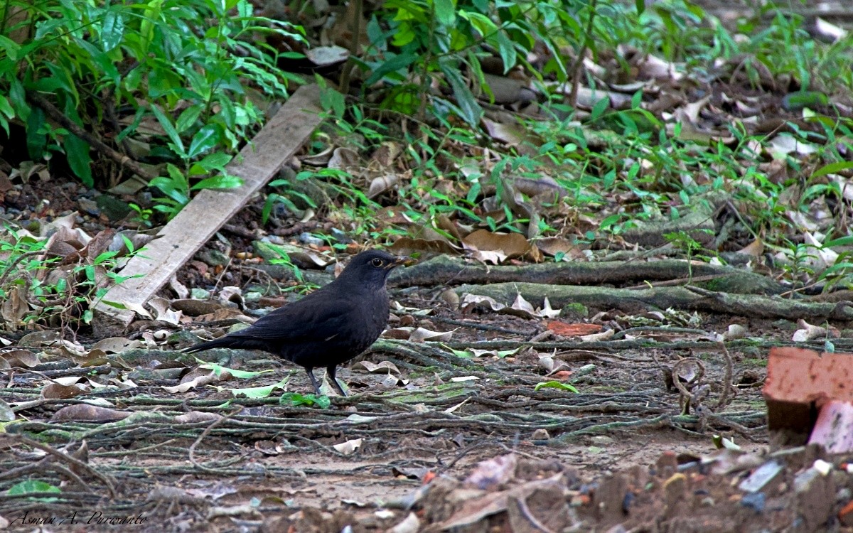 Chinese Blackbird - ML644906256