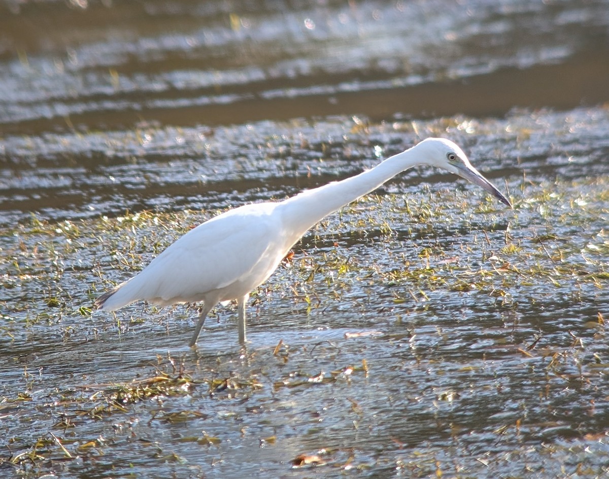 Little Blue Heron - ML644906305