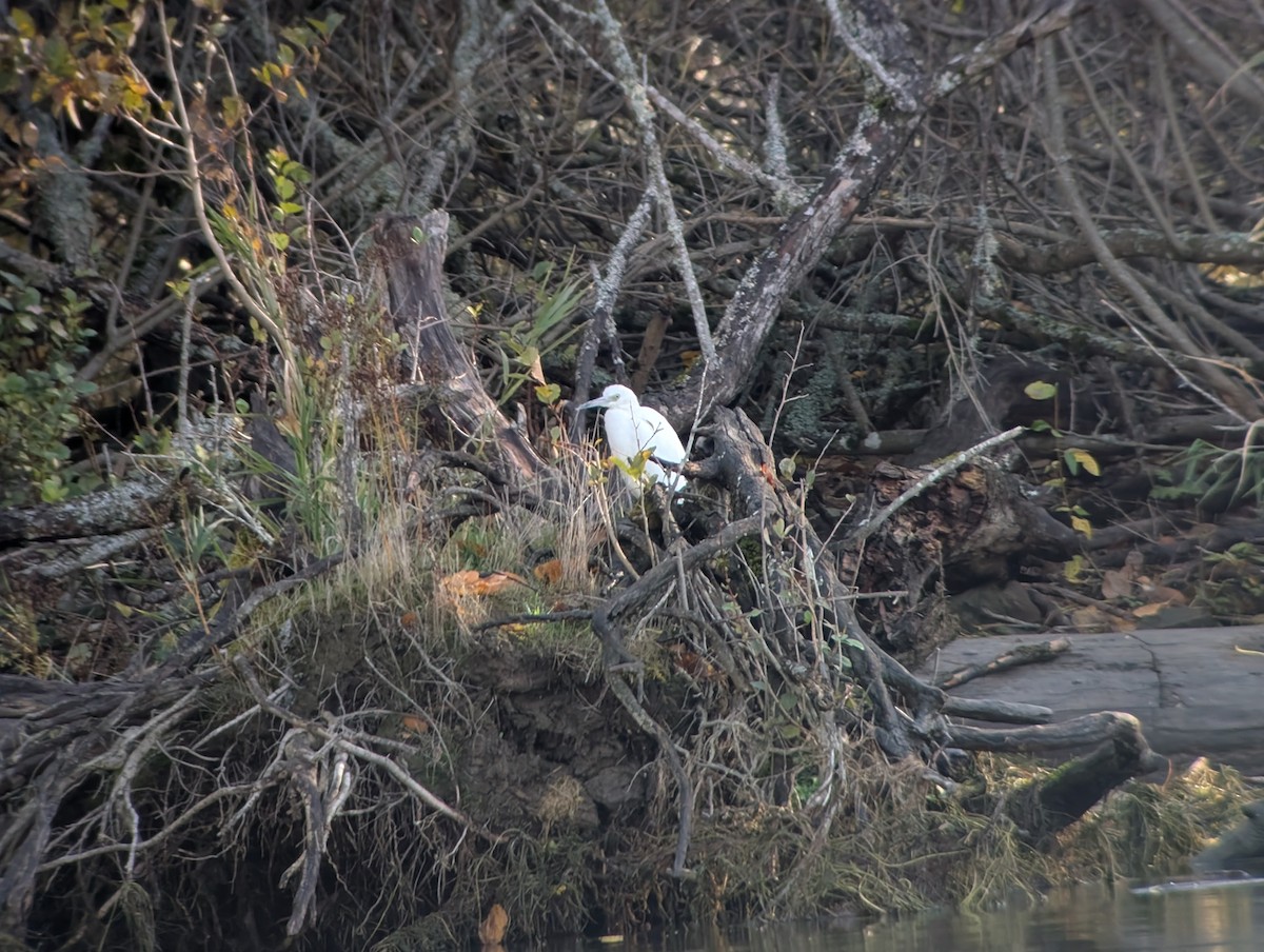 Little Blue Heron - ML644906306