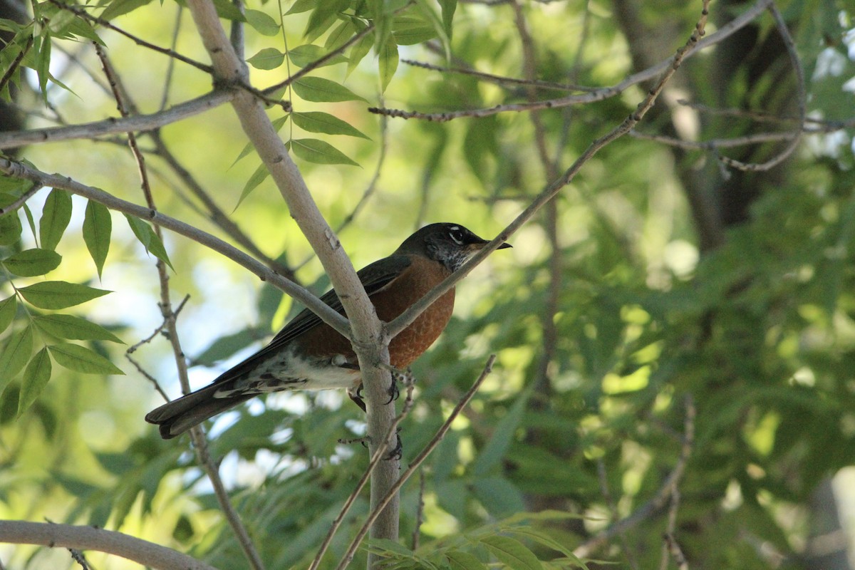 コマツグミ - ML644906317