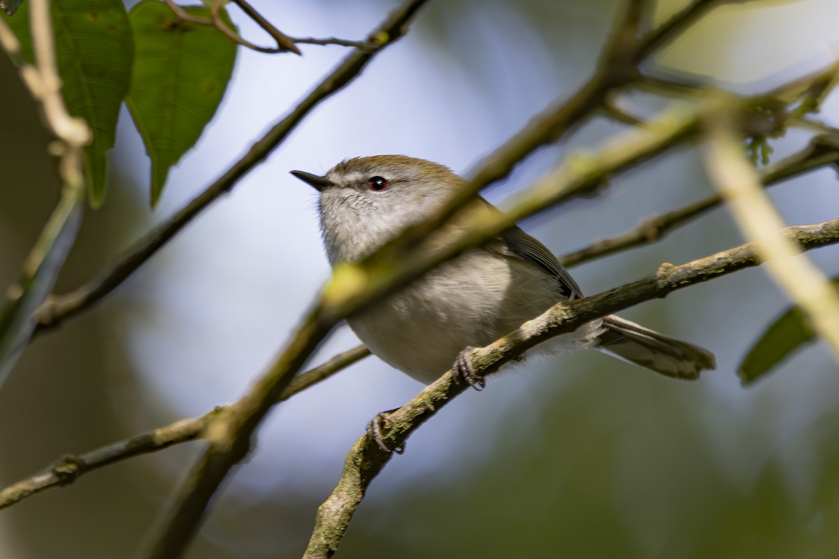 チャイロセンニョムシクイ - ML644906342