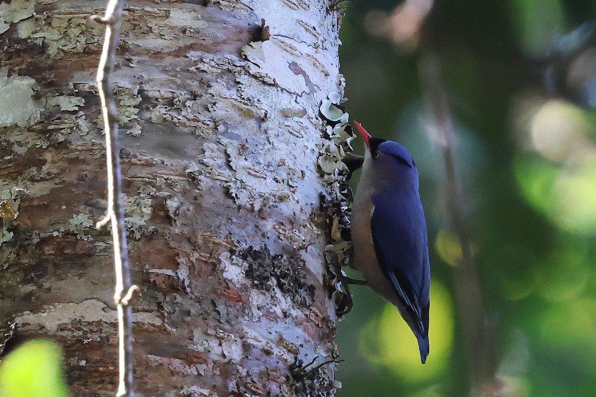 Velvet-fronted Nuthatch - ML644906344