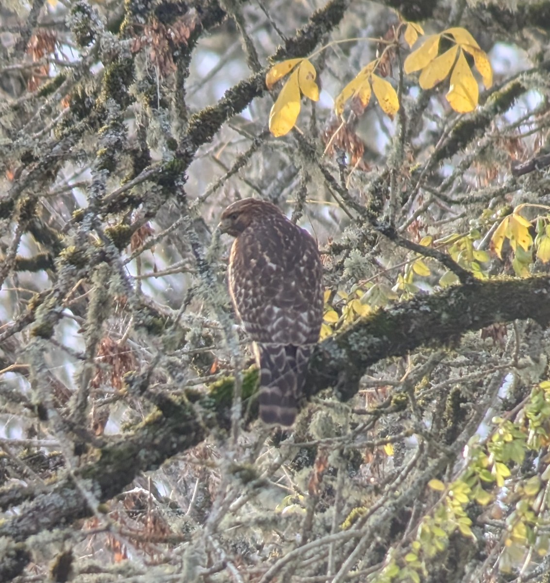 Red-shouldered Hawk (elegans) - ML644906372