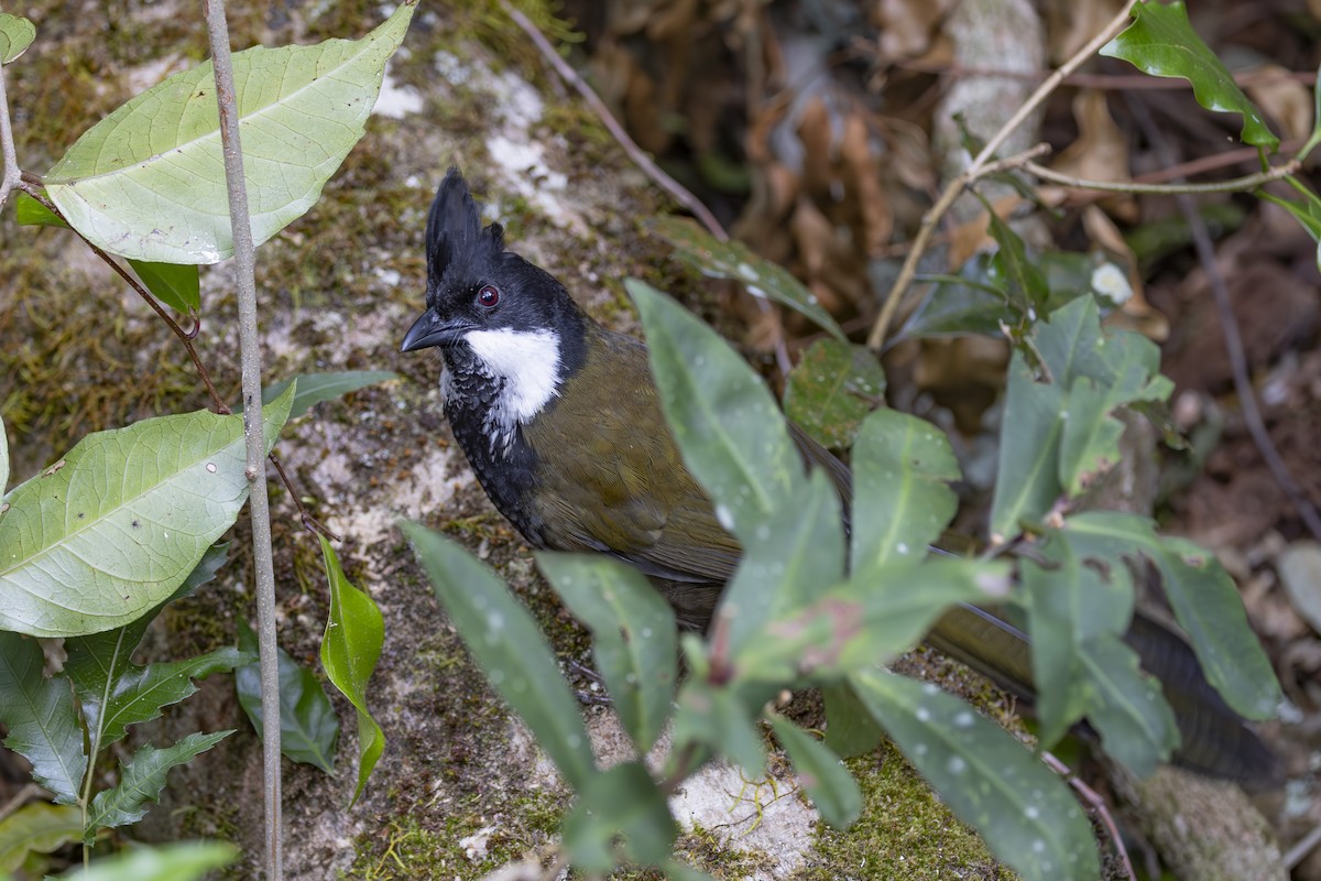 Батіжник чорночубий - ML644906378