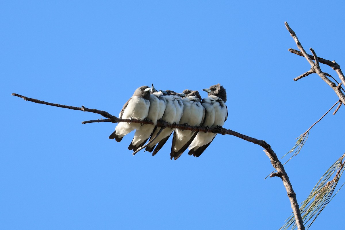 Ланграйн білогрудий - ML644906381