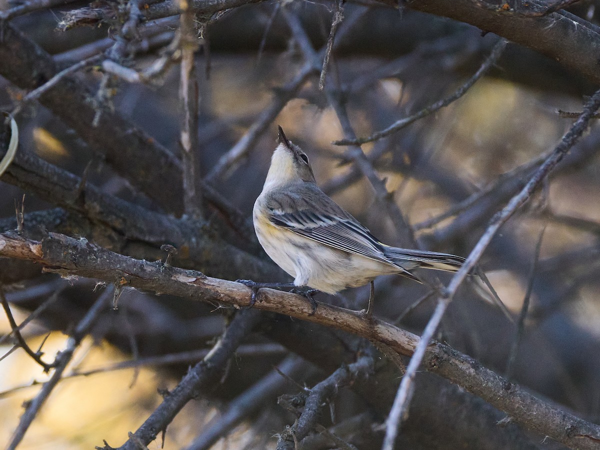 Пісняр-лісовик жовтогузий (підвид auduboni) - ML644906384