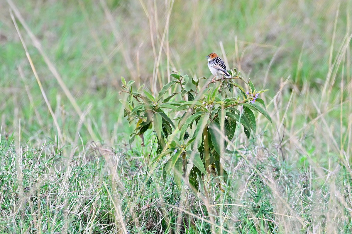 Таміка-товстун - ML644906385