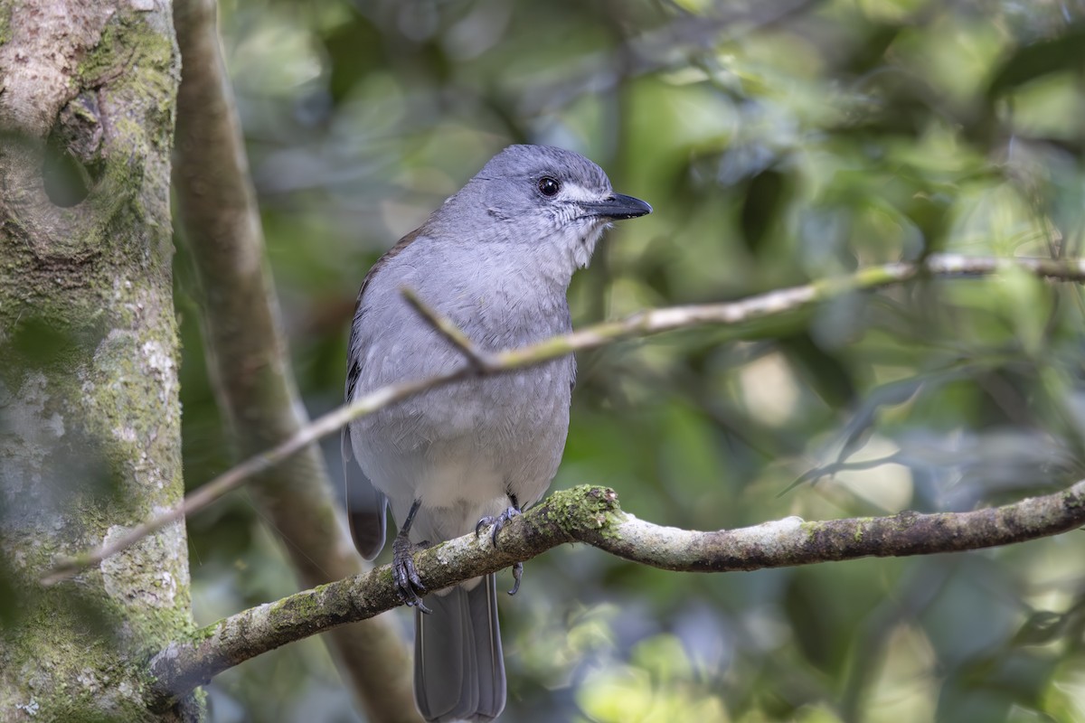 Ядлівчак сірий - ML644906386