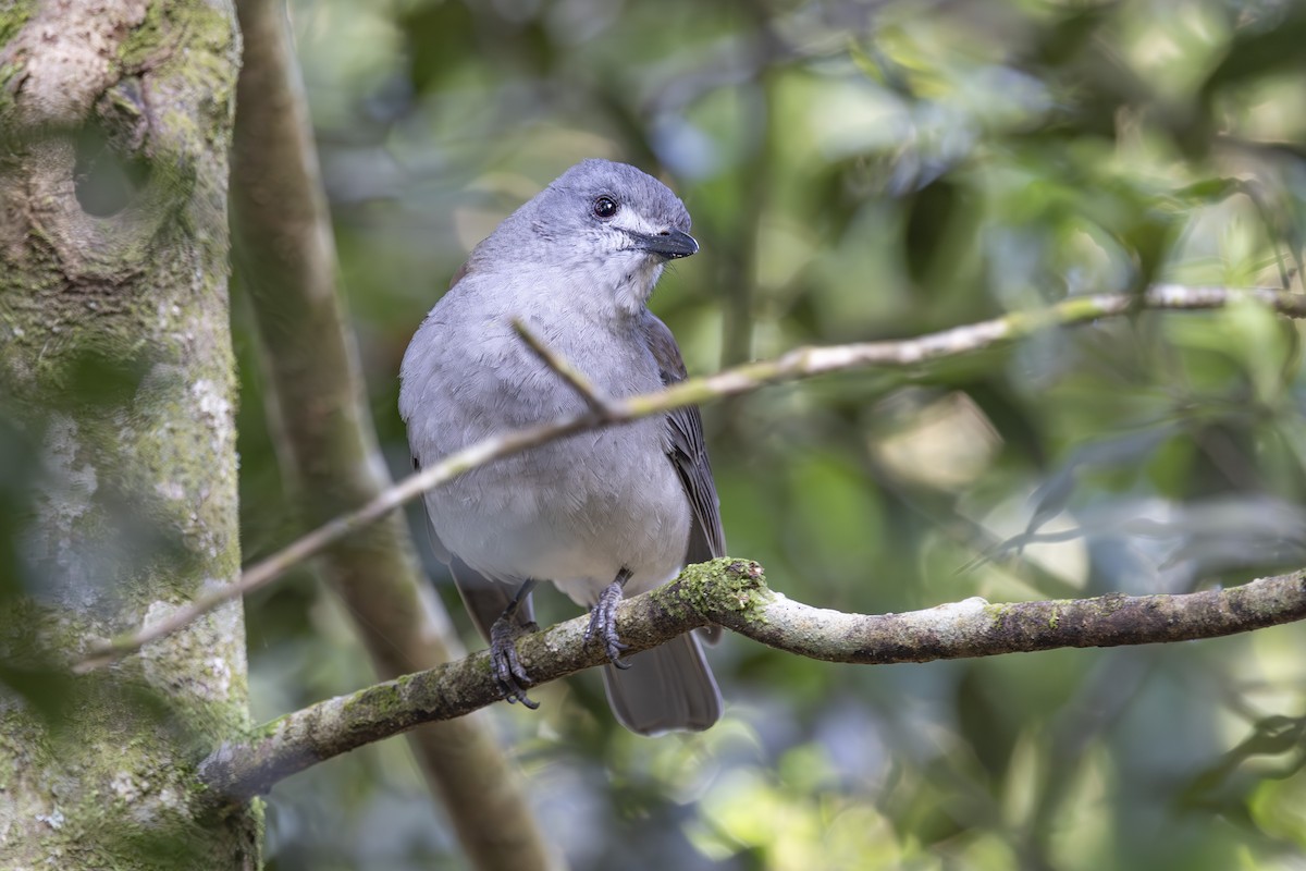 Ядлівчак сірий - ML644906387