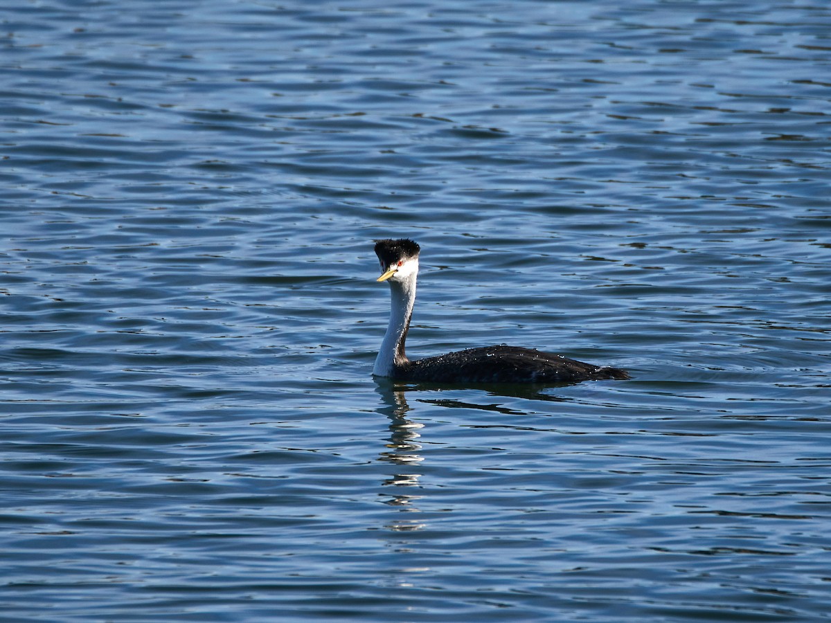 Пірникоза західна - ML644906390