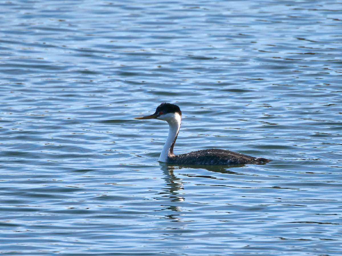 Пірникоза західна - ML644906394