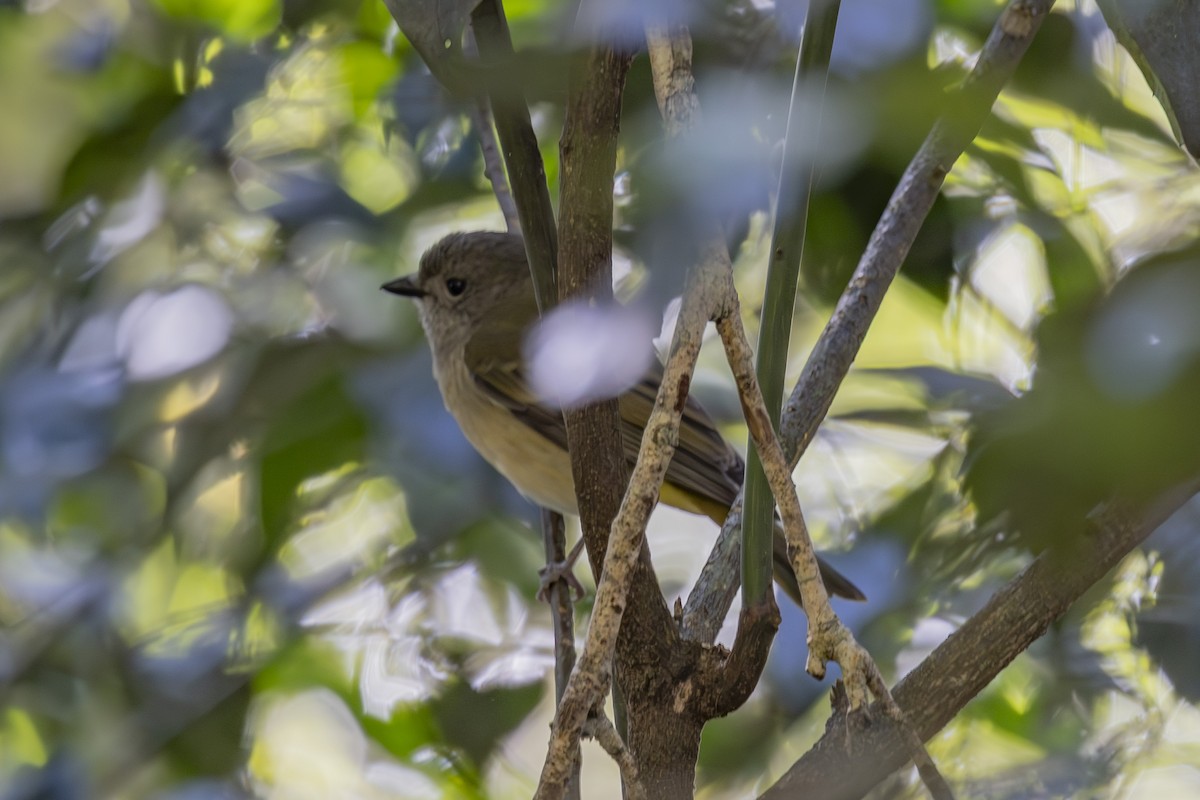 Golden Whistler - ML644906395