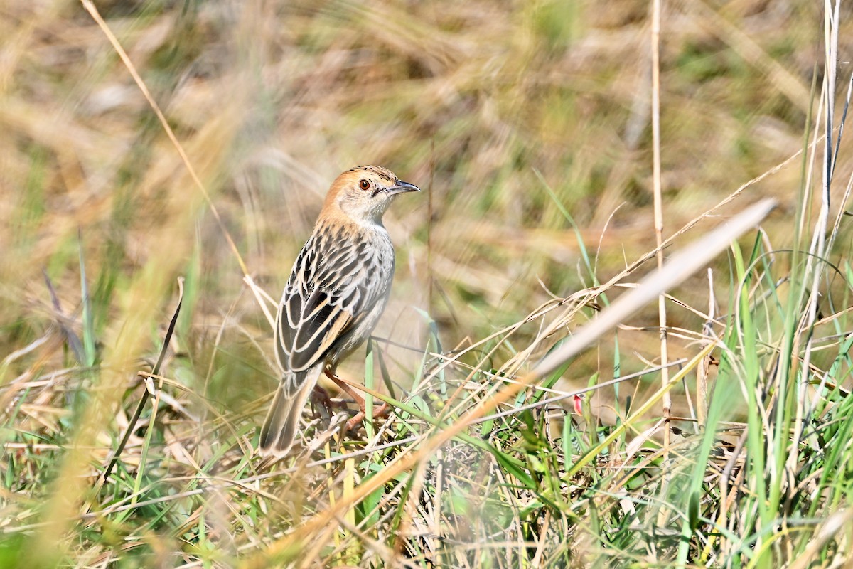 Таміка-товстун - ML644906397