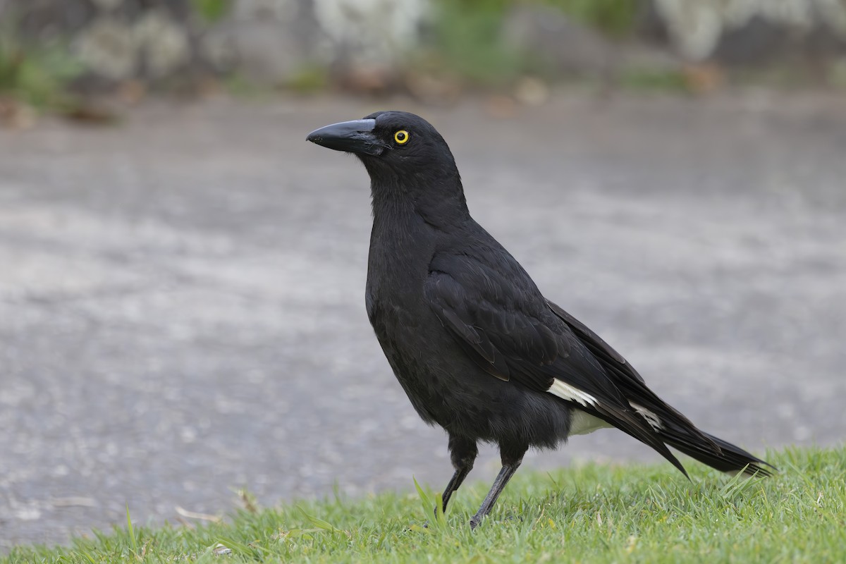 Куравонг строкатий - ML644906399