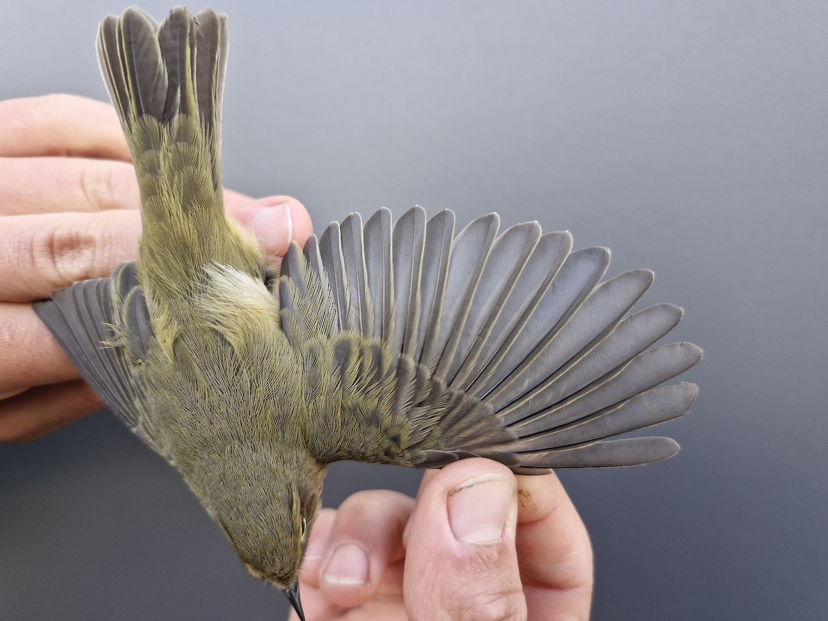 Вівчарик-ковалик - ML644906401