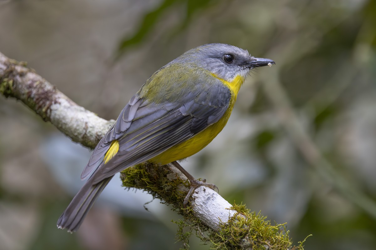 Королець жовтий - ML644906402