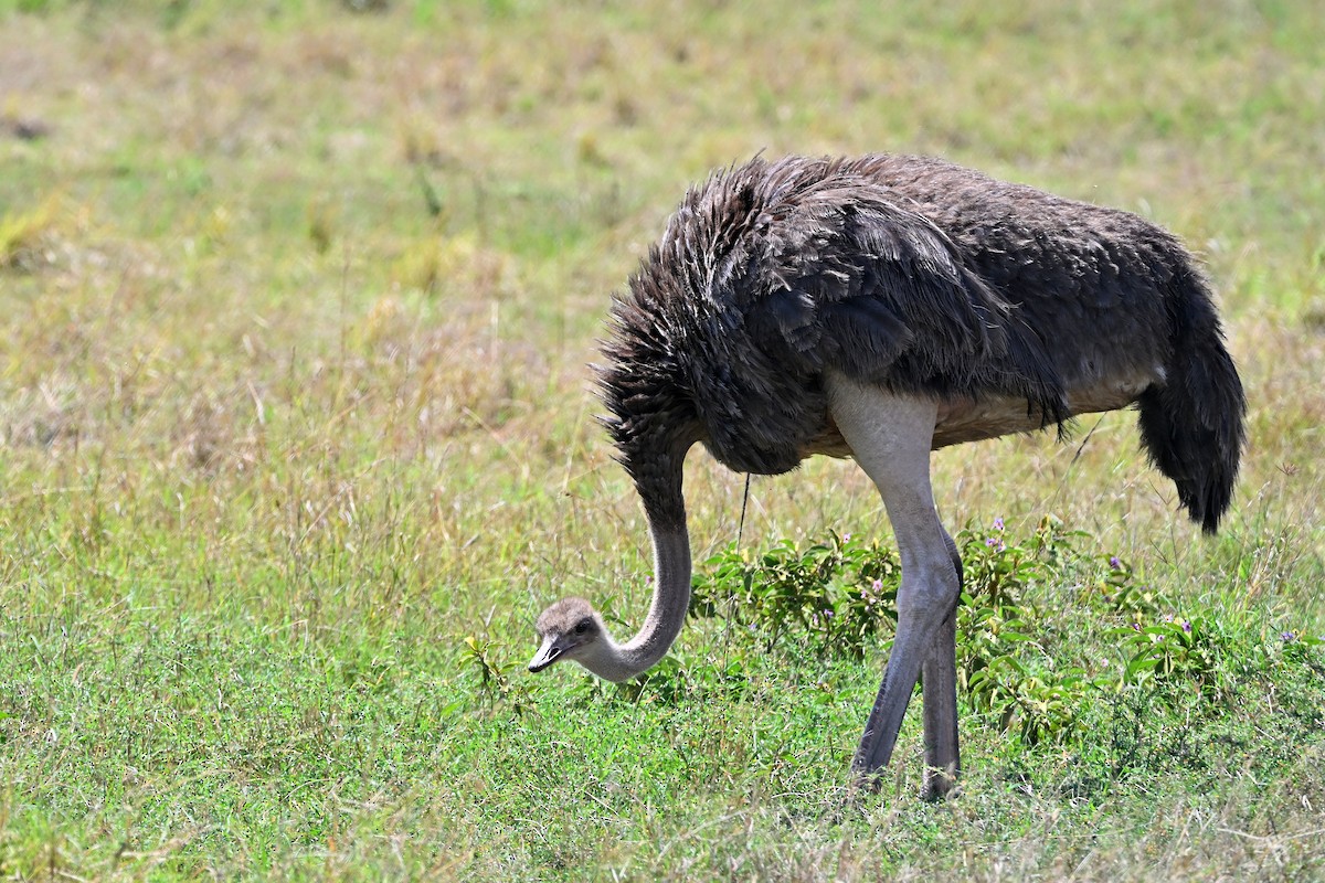 Страус африканський - ML644906405