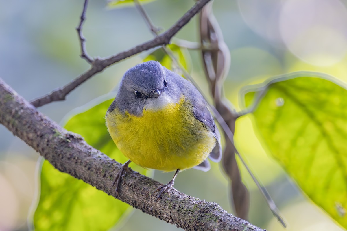 Королець жовтий - ML644906406