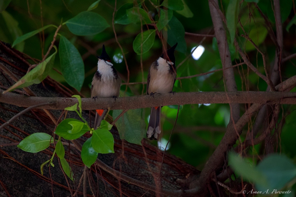 Бюльбюль червонощокий - ML644906407