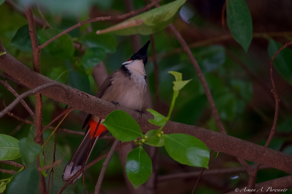 Бюльбюль червонощокий - ML644906408