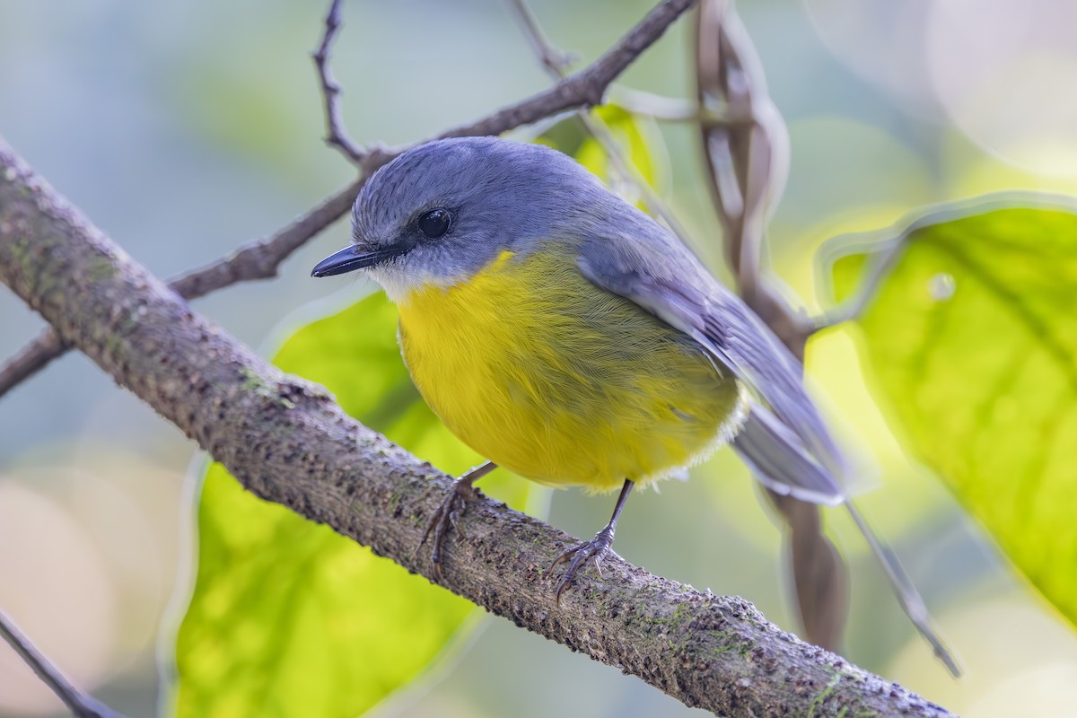 Королець жовтий - ML644906409