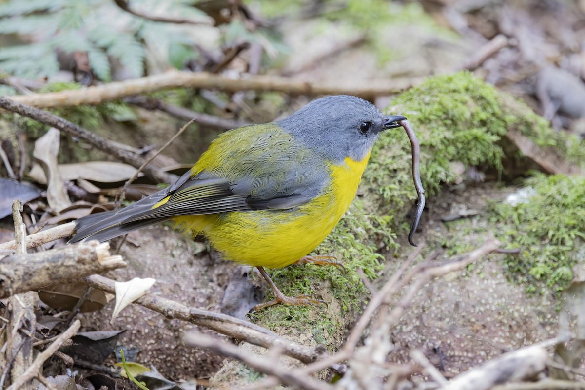 Королець жовтий - ML644906411