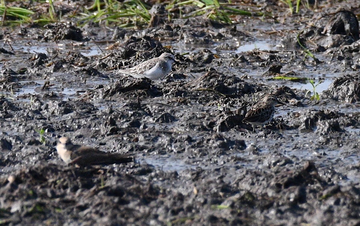 Побережник рудоголовий - ML644906417