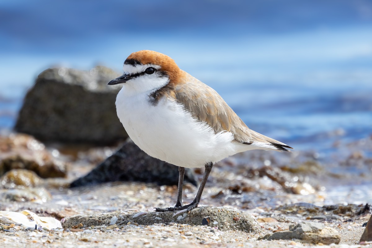 Пісочник рудоголовий - ML644906418