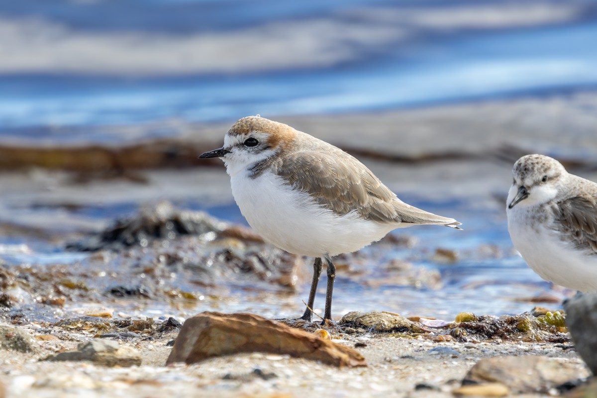 Пісочник рудоголовий - ML644906419