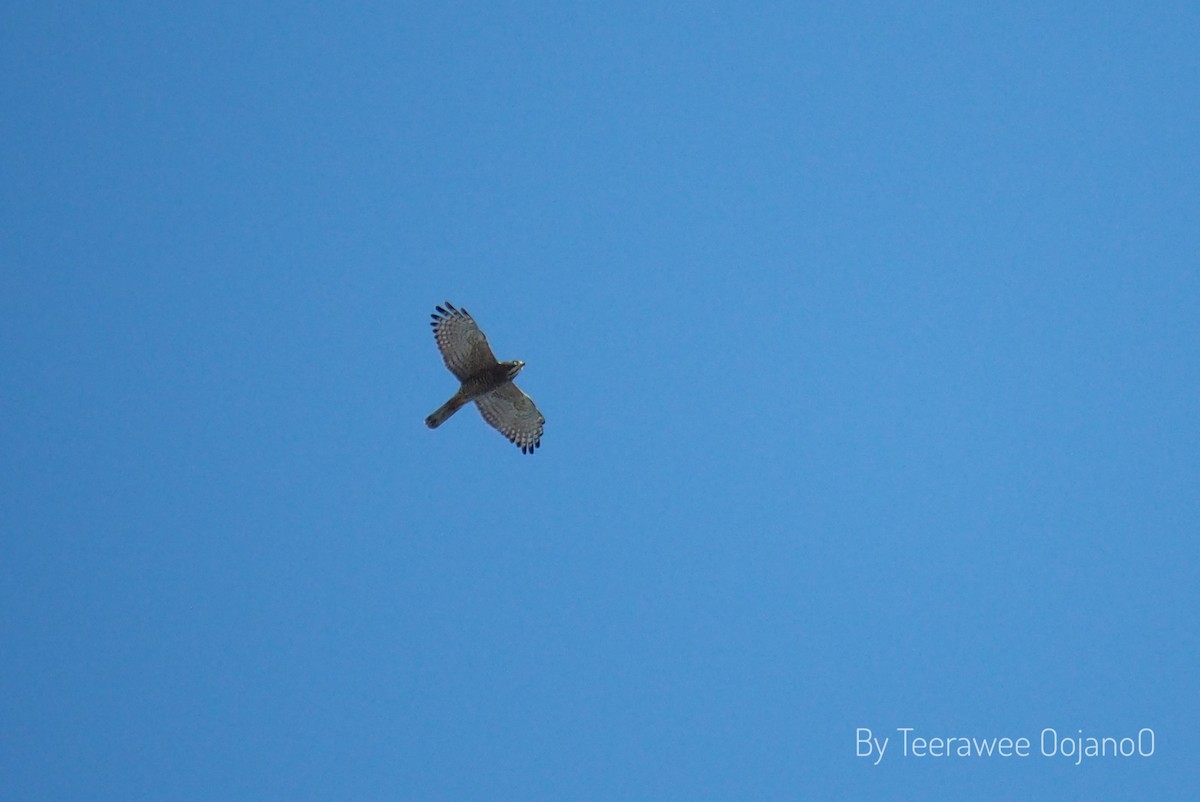 Gray-faced Buzzard - ML644906477