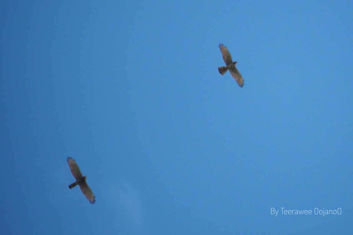 Gray-faced Buzzard - ML644906478