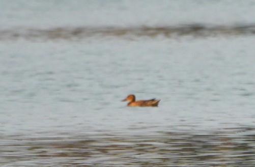 Northern Shoveler - ML644906480
