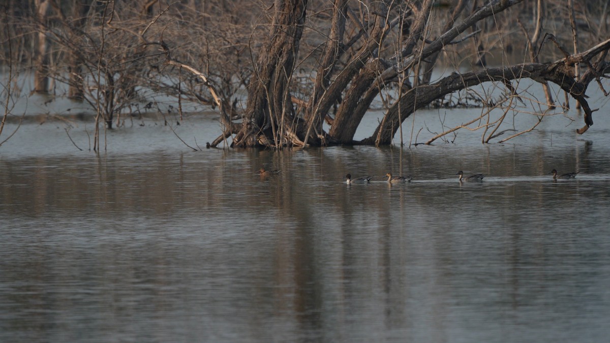 Northern Pintail - ML644906482