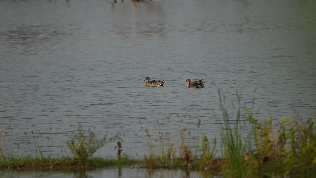 Northern Pintail - ML644906483