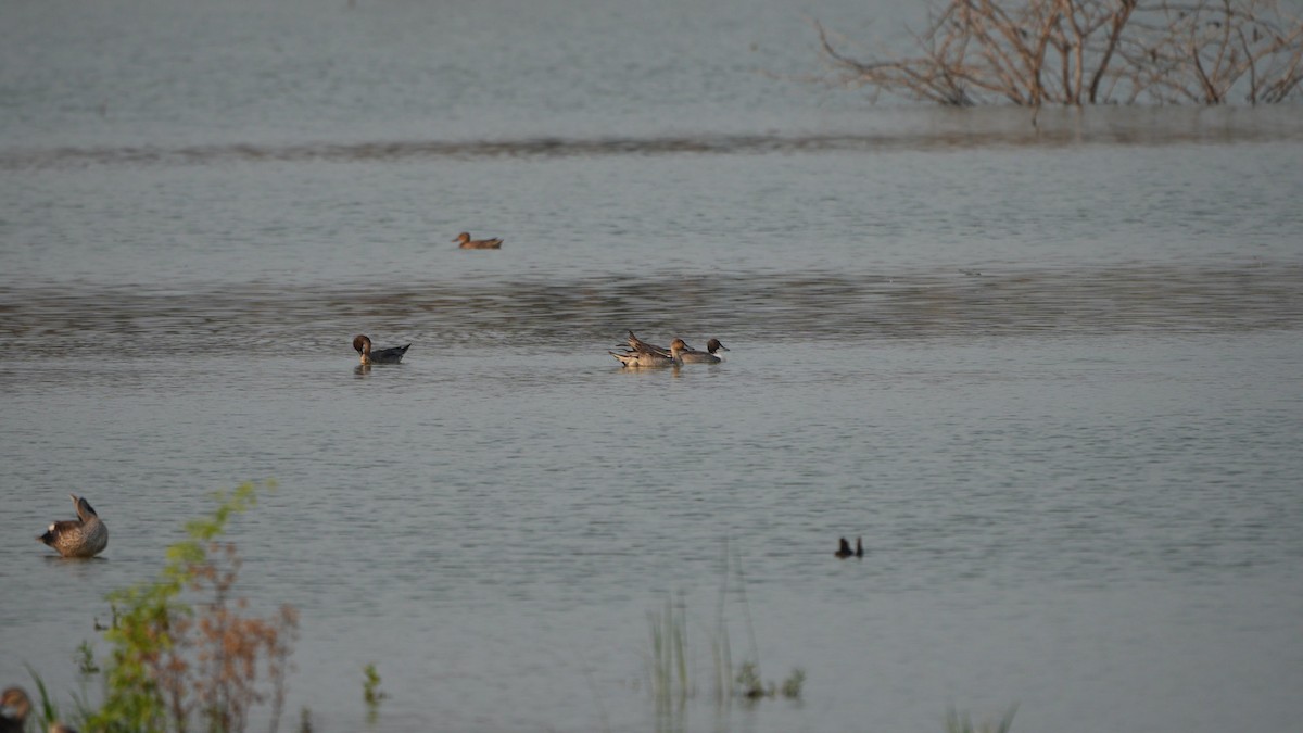 Northern Pintail - ML644906485