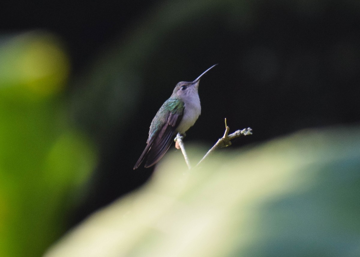 Колібрі-шаблекрил юкатанський (підвид curvipennis) - ML644906504