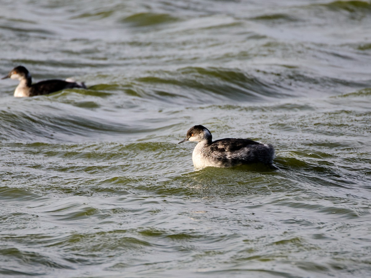 Kara Boyunlu Batağan - ML644906535
