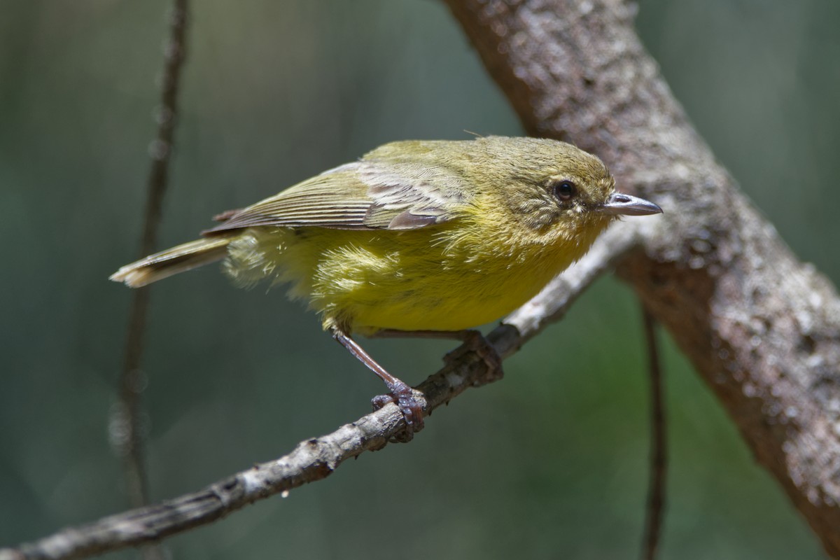 Yellow Thornbill - ML644906536