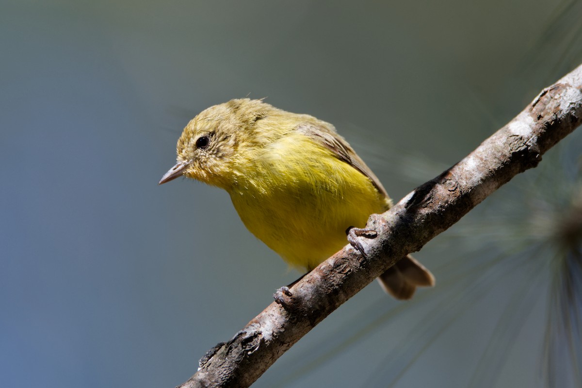 Yellow Thornbill - ML644906537