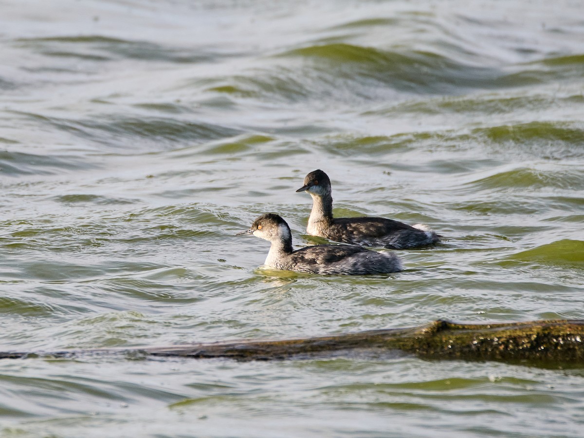 Kara Boyunlu Batağan - ML644906539