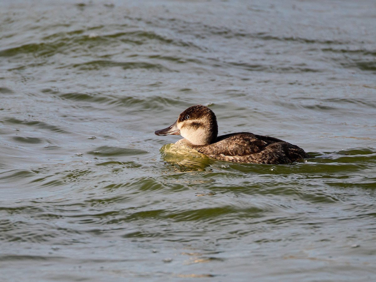 Amerika Dikkuyruğu - ML644906541