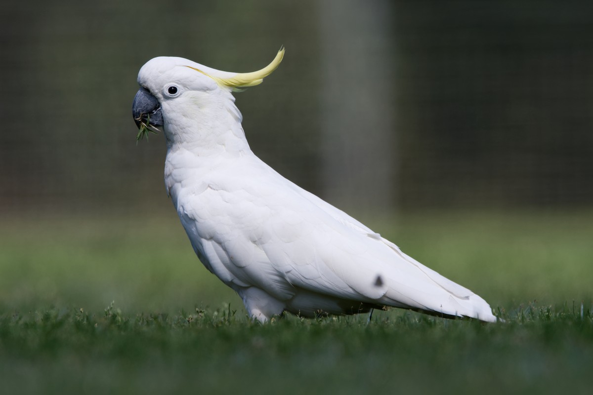 Sulphur-crested Cockatoo - ML644906542
