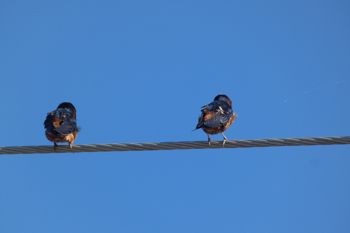 Sri Lanka Swallow - ML644906547