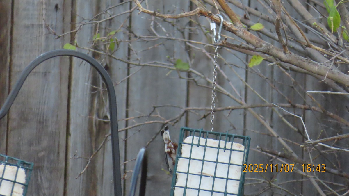 Weißbrustkleiber - ML644906568